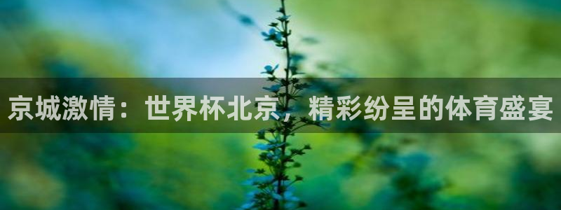 法国杯2026赛程表：京城激情：世界杯北京，精彩纷呈的体育盛宴